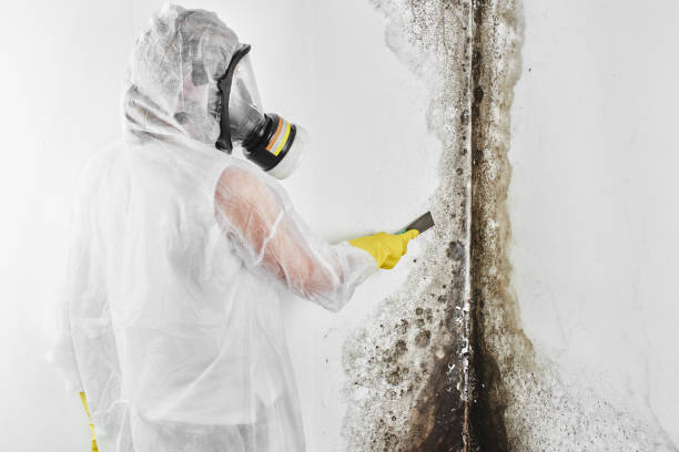 Best Insurance-Related Mold Remediation in Closter, NJ
