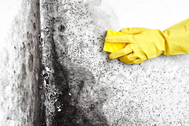 Best Insurance-Related Mold Remediation in Closter, NJ