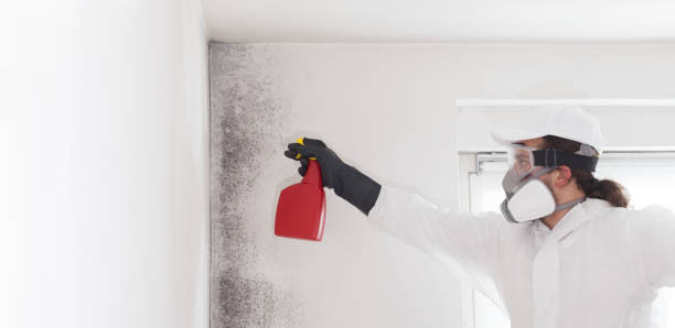Best Crawl Space Mold Remediation in Closter, NJ