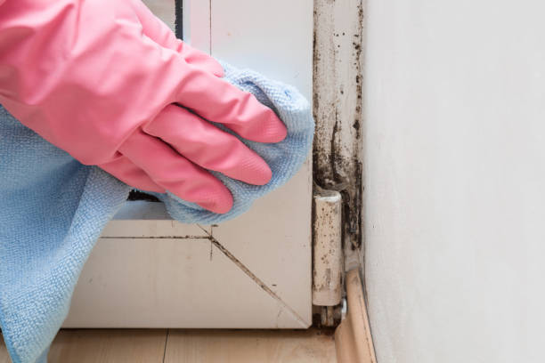 Best Kitchen Mold Remediation in Closter, NJ